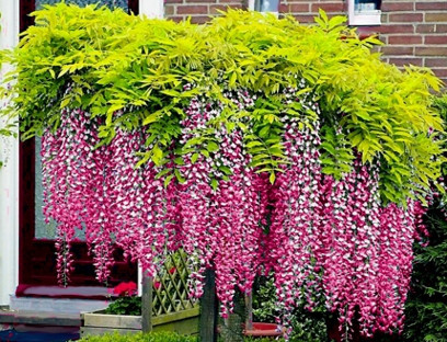  WISTERIA 'ROSEA' The most beautiful vine in the world!