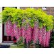  WISTERIA 'ROSEA' The most beautiful vine in the world!