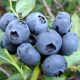  Blueberries and Sierraberries, seedlings in 2-3l containers, 30-40 cm