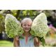  Bouquet Hydrangea HERCULES THE BIGGEST FLOWERS