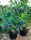  Blueberries and early blueberries, seedling in 2-3l container, 15-20 cm