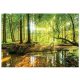 VINYL wallpaper forest trees nature 3D 368x254