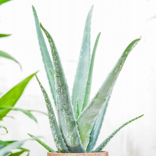  Aloe Vera seedling in a 0.5l container