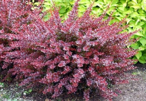  Barberry seedlings in a 2-3 liter container, 20-35 cm