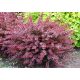  Barberry seedlings in a 2-3 liter container, 20-35 cm
