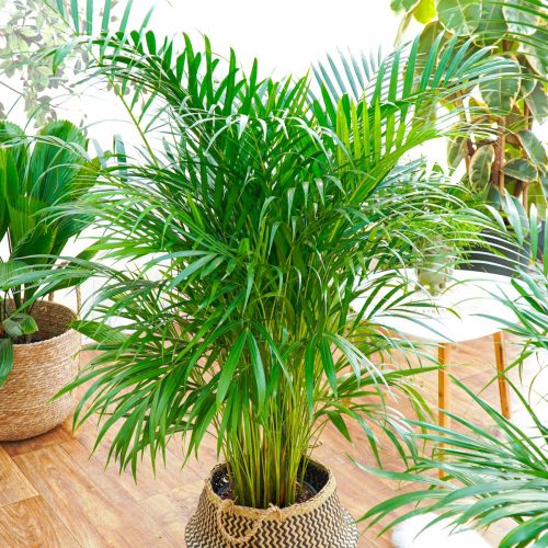  Dypsis lutescens seedling in a 2-3 liter container