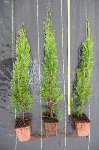  THUJA EMERALD IN A POT, 1 meter -15 pieces!!