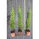  THUJA EMERALD IN A POT, 1 meter -15 pieces!!