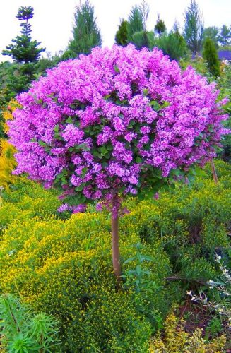  Purple, pink lilac, seedlings in 1-2l container, 80-100 cm