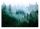 Photo wallpaper for the living room FOREST IN THE MOG 3D trees 368x254