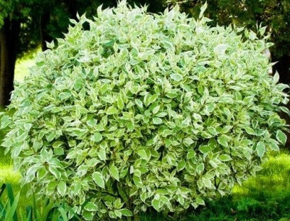  Dogwood seedlings in a 2-3 liter container, 25-40 cm