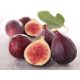  FIGS IN THE GARDEN. BROWN TUTHAN-RESISTANT FIG TREE