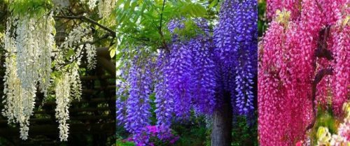  Blue, pink and white wisteria in a pot