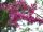  Judas tree 40-60cm C2 shrub