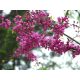  Judas tree 40-60cm C2 shrub