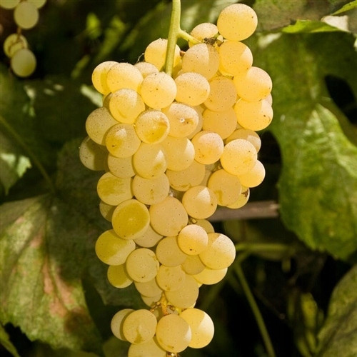  Bianca vine seedling in 1-2l container, 15-20 cm