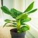  Musa seedling in a 1-2 liter container