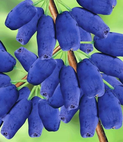  Blueberries and blueberries Atut and Jolanta seedling in a container 0.5-1l 20-25 cm