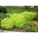  Violet, pink meadowsweet seedlings in 2-3l containers, 20-30 cm long