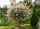  Willow seedlings in 2-3 liter containers, 120-140 cm