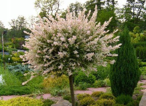  Willow seedlings in 2-3 liter containers, 120-140 cm