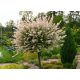  Willow seedlings in 2-3 liter containers, 120-140 cm