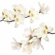  Wall Sticker Planned Magnolias 100 x 50 cm