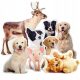 Pillow 3D photo pillow with the photo of your dog and cat