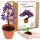  A kit for growing a bonsai tree of happiness, Paulownia Imperial Oxytree