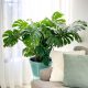  Monstera deliciosa seedling in 0.5l container